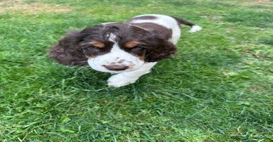 Cocker Spaniel dogs - Advert 7
