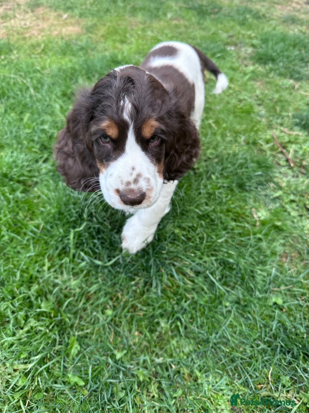 Cocker Spaniel dogs for sale: KC Registered Show Cocker Spaniel Puppies  - Image 2
