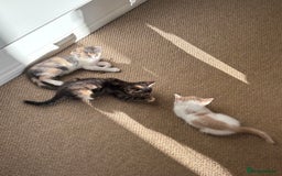 Mixed Breed cats for sale: 4 kittens ready for their new homes  - Image 15