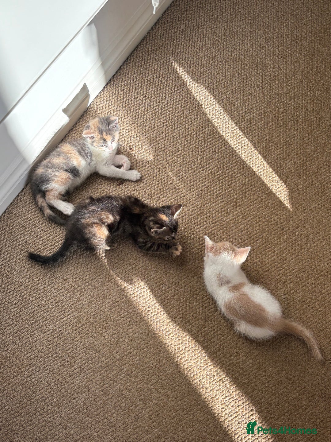 Mixed Breed cats for sale: 4 kittens ready for their new homes  - Image 15