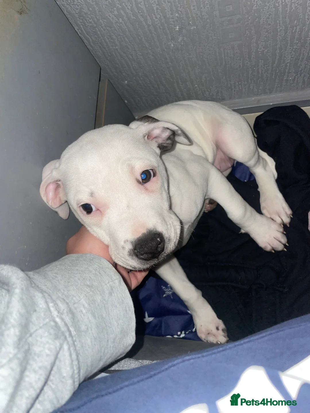 Mixed Breed dogs for sale: Bull cross staffy pups. ONE FEMALE LEFT!!  - Advert 1