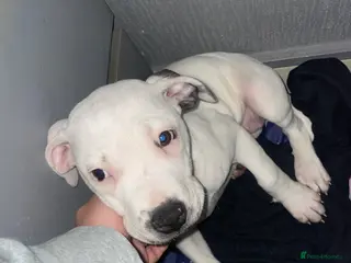 Mixed Breed dogs Bull cross staffy pups. ONE FEMALE LEFT!! - Advert 12