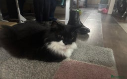 Mixed Breed cats for sale: Beautiful mother and daughter tux to go together.. - Image 2