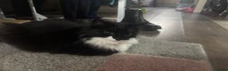 Mixed Breed cats for sale: Beautiful mother and daughter tux to go together.. - Advert 2