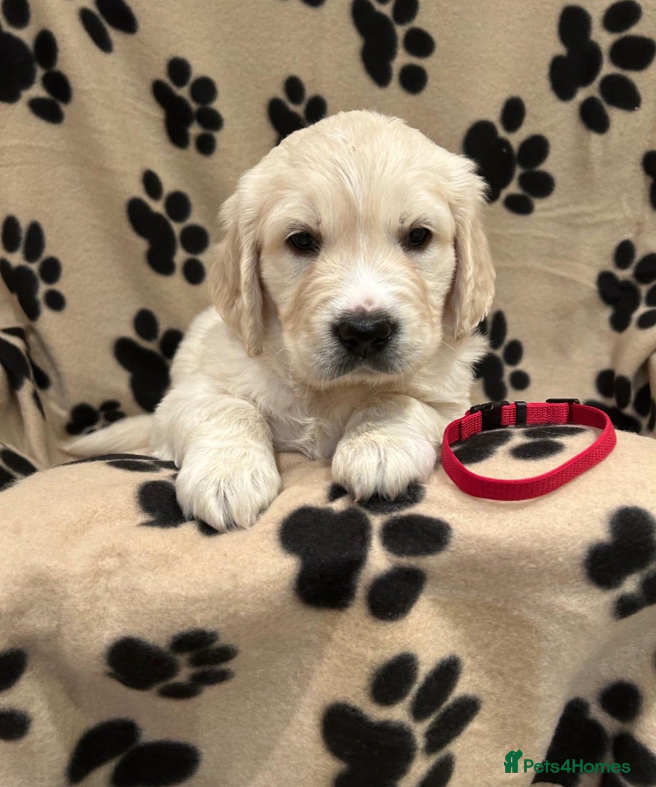 Golden Retriever dogs Golden retriever puppues - Advert 2