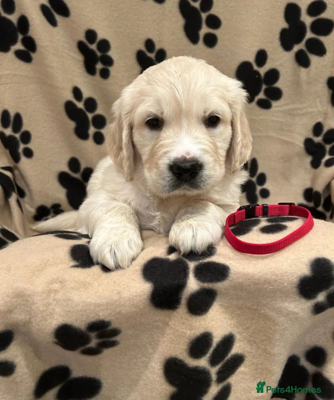 Golden Retriever dogs for sale: Golden retriever puppues in Wymondham - Advert 2