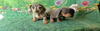 Miniature Dachshund 4