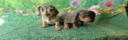 Miniature Dachshund dogs for sale: Stunning smooth haired miniature dacshund - Advert 6