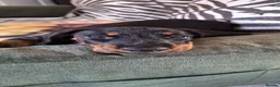 Dachshund dogs for sale: Charlie 10 weeks  in Leicester - Advert 4