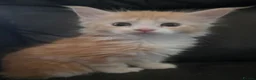 Maine Coon cats for sale: Beautiful TICA reg babies available  - Advert 6