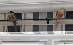 Conures birds for sale: 2 bonded conures  - Image 4