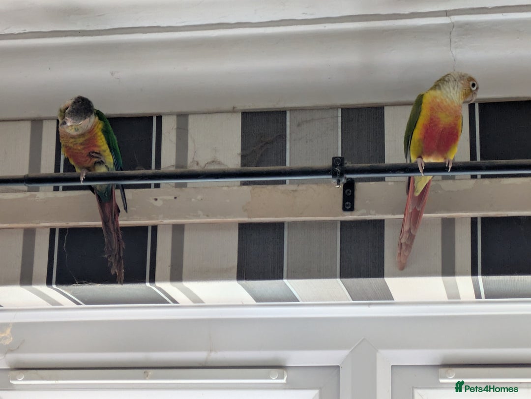 Conures birds for sale: 2 bonded conures  - Image 4