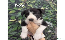 Border Collie dogs for sale: Collie puppy’s ready to go  - Image 4