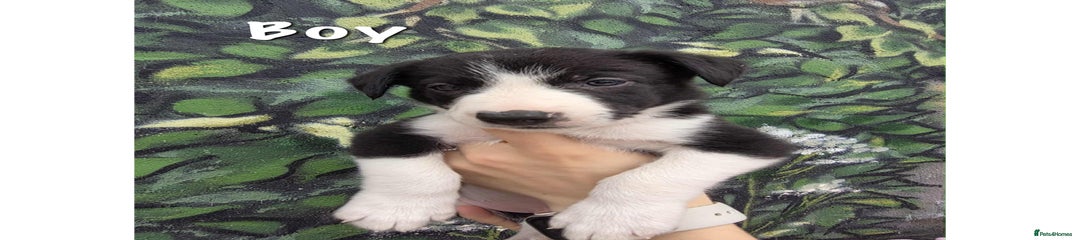 Border Collie Puppy 3