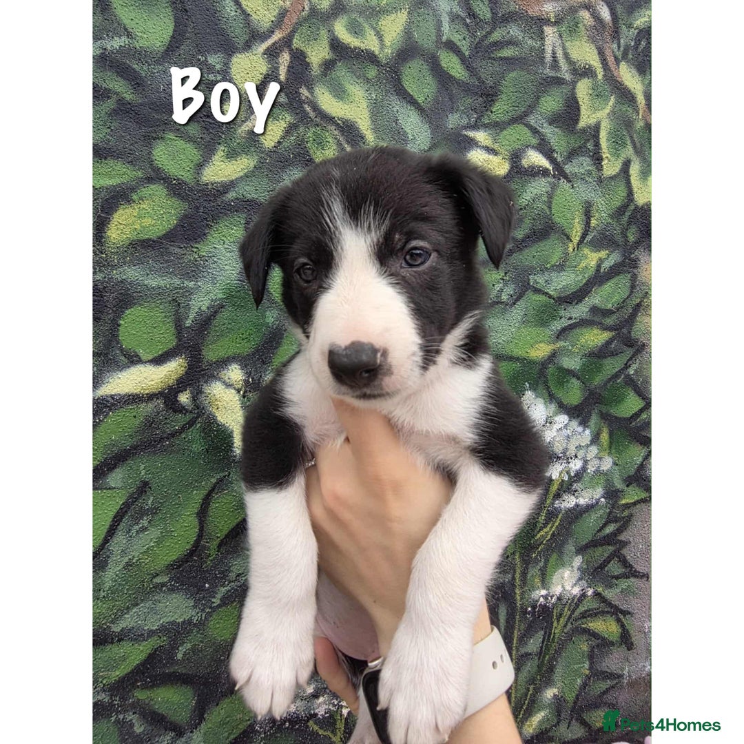 Border Collie dogs for sale: Collie puppy’s ready to go  - Image 4