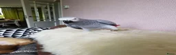 Parrots birds for sale: Male and female congo African Grey Parrots in Southampton - Advert 12