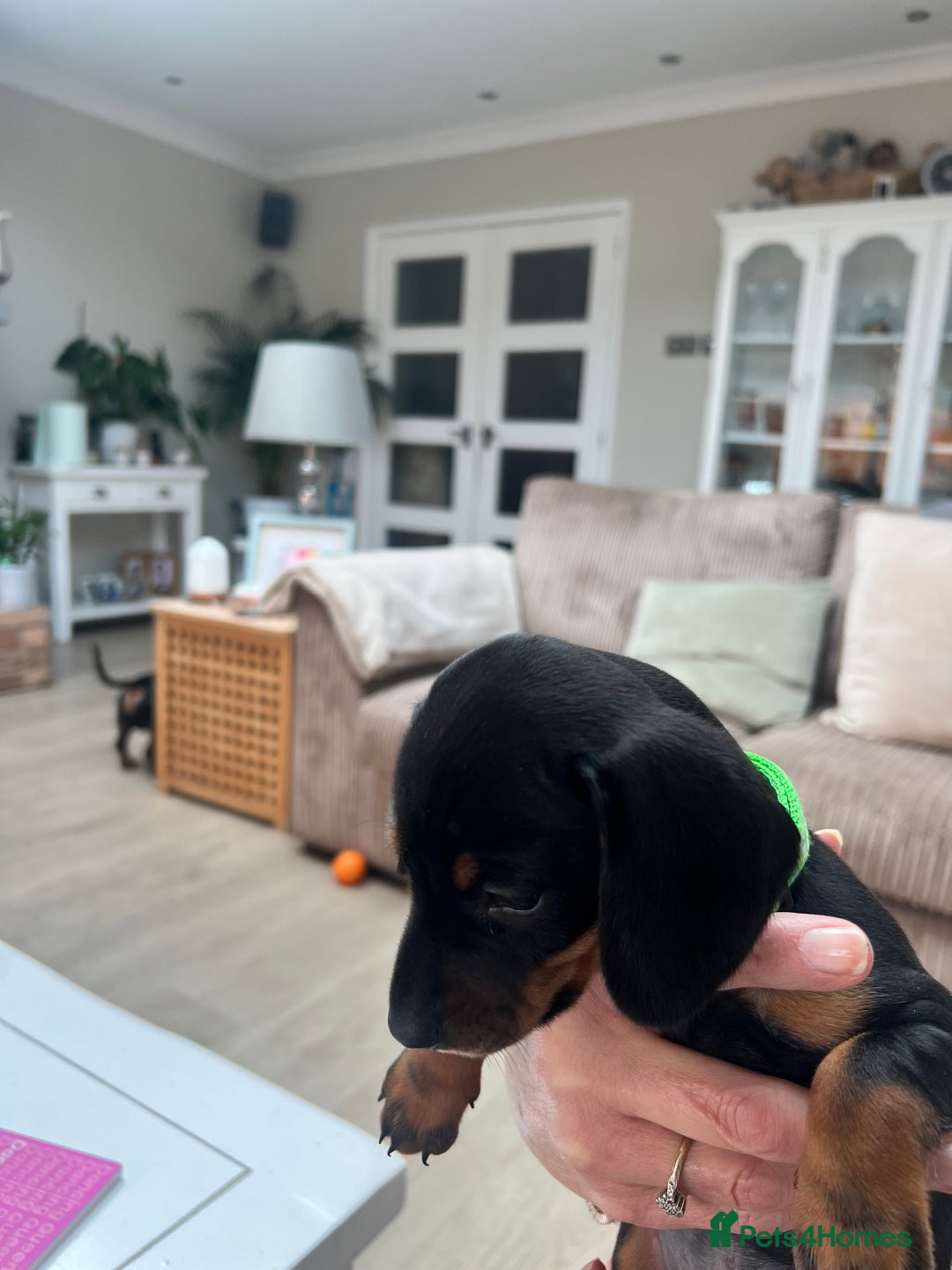Dachshund dogs for sale: Standard Dachshund puppies for sale - Image 6