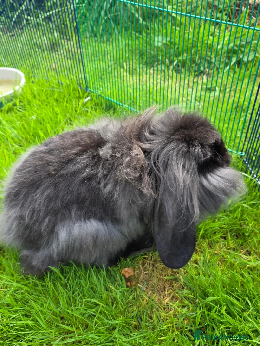 Mixed Breed rabbits for sale: For sale in Stevenston - Advert 8