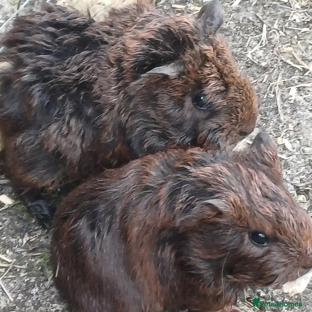 Guinea Pig rodents for sale: Baby boy guinea pigs  available soon - Advert 15