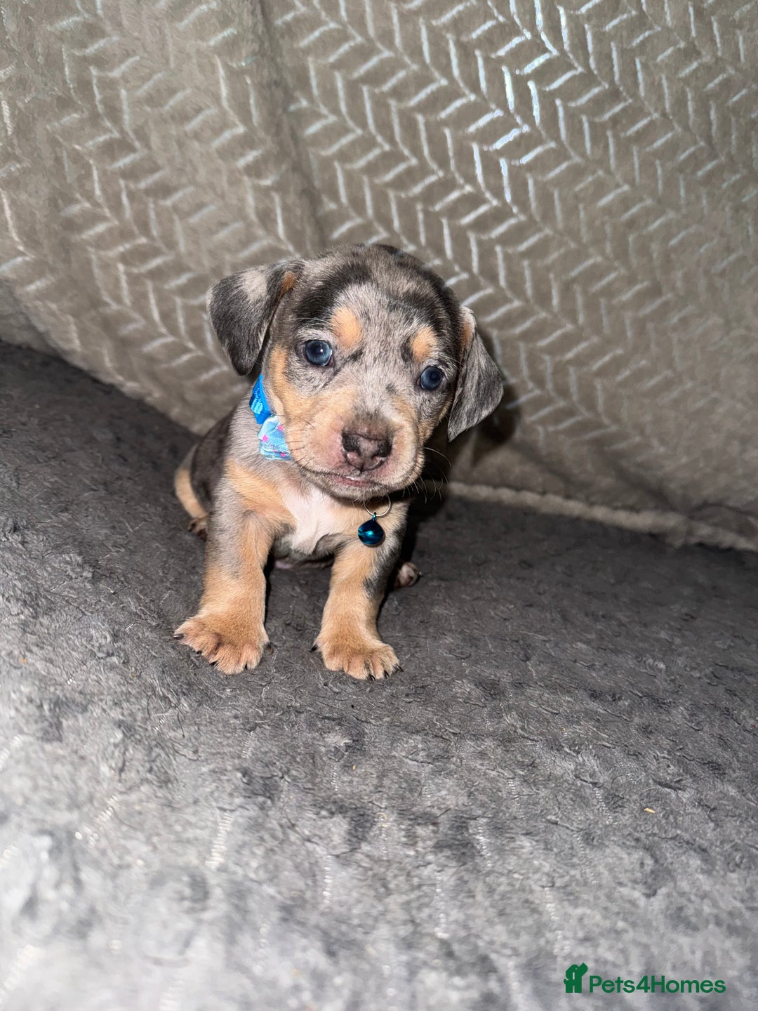 Mixed Breed dogs for sale: 🐾 Beautiful French Bull Weiners 🐾  - Advert 26