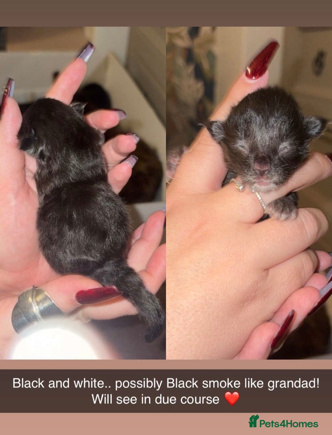 Maine Coon cats for sale: FULL BREED MAINECOONS - Advert 4