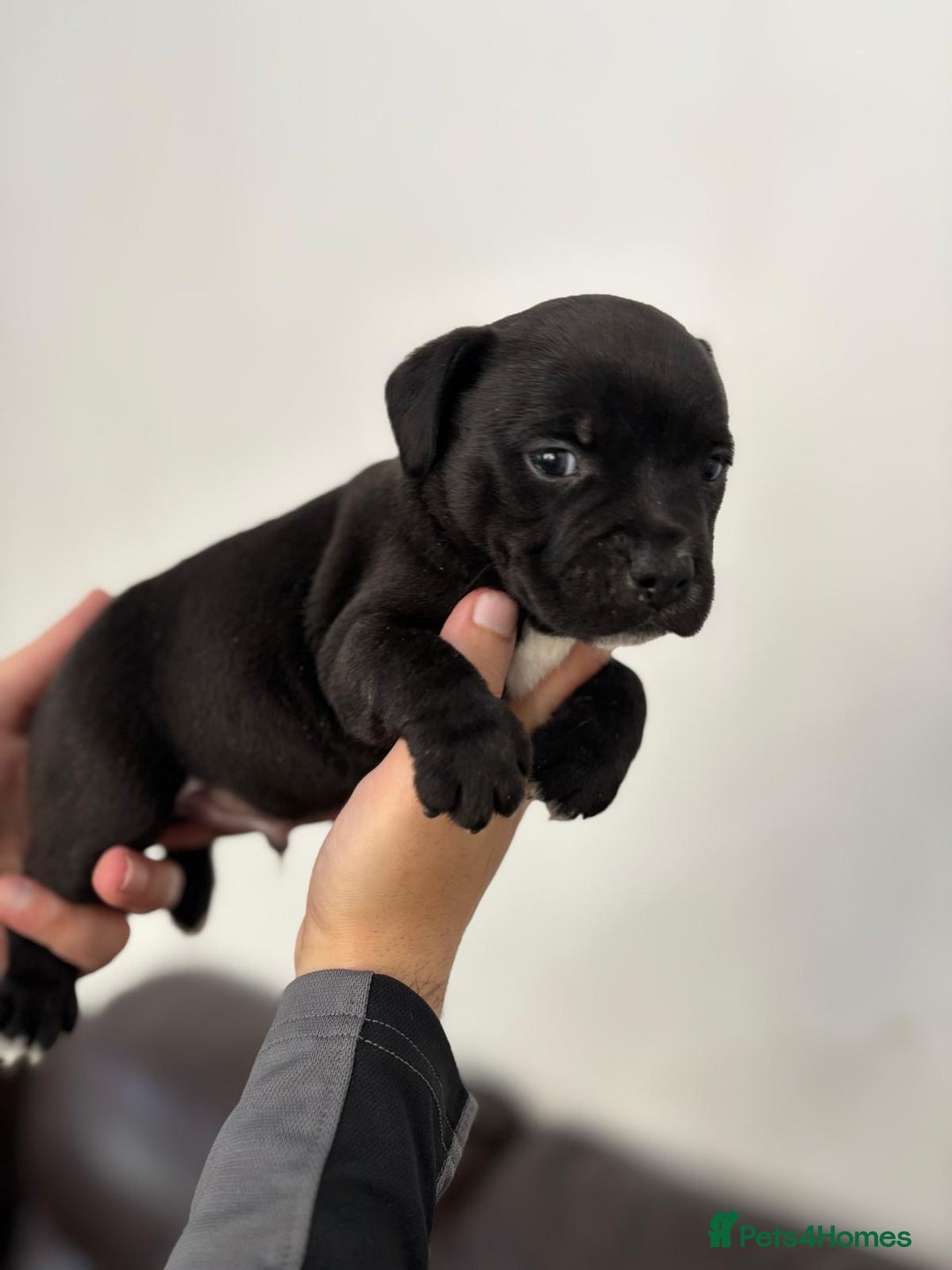 Staffordshire Bull Terrier dogs for sale: Adorable KC champion bred black staffy puppy's  - Advert 1