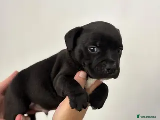 Staffordshire Bull Terrier dogs Adorable KC champion bred black staffy puppy's - Advert 1