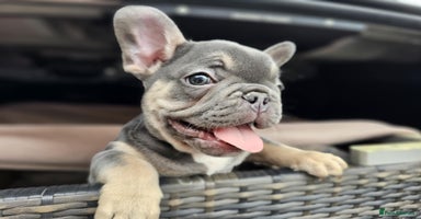 French Bulldog dogs - Advert 6
