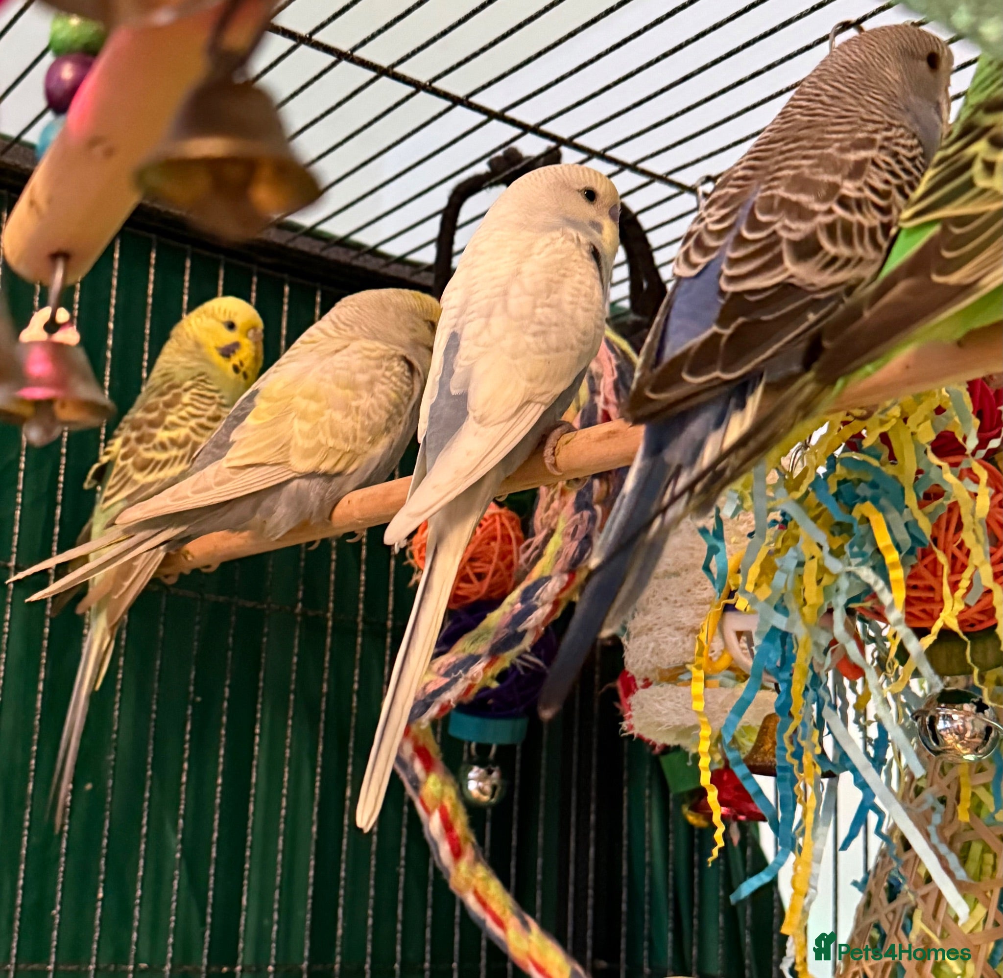 Budgerigars birds young  budgies available males & female young  - Advert 2