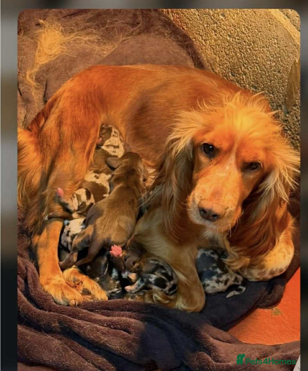 Cocker Spaniel dogs for sale: Cocker spaniels  - Image 7