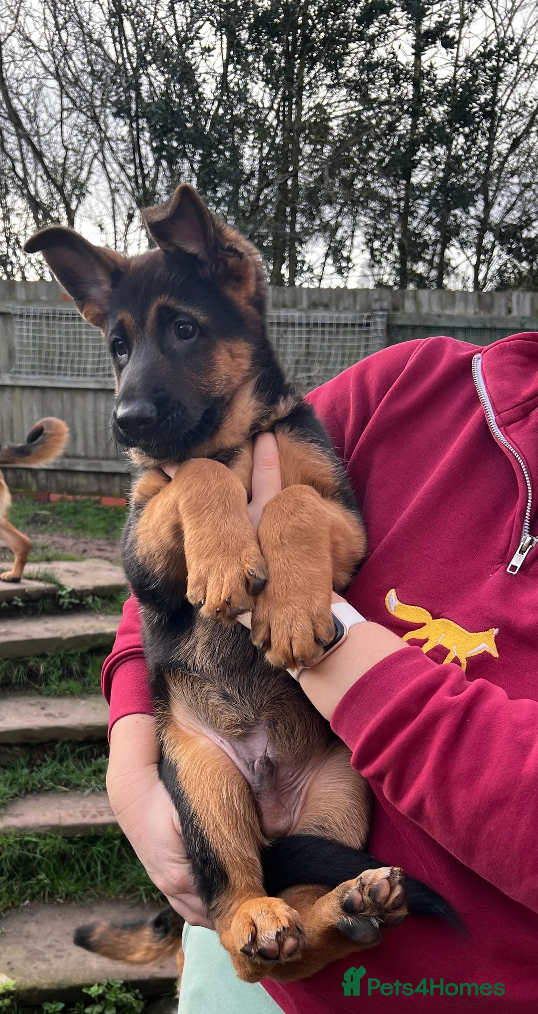 German Shepherd dogs for sale: Male puppy available  - Advert 1