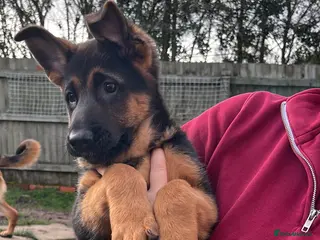 German Shepherd dogs Male puppy available - Advert 1