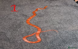 Corn Snake reptiles for sale: Corn snake  - Image 1