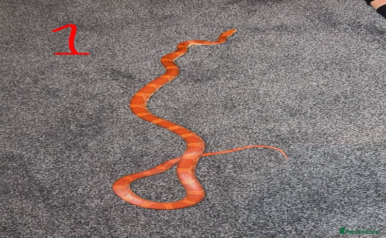 Corn Snake reptiles - Advert 3