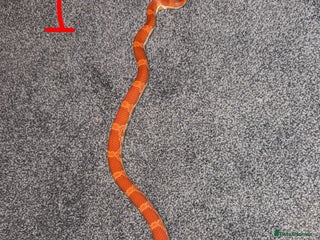 Corn Snake reptiles - Advert 6