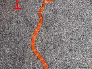 Corn Snake reptiles Corn snake NOT FREE PRICES IN THE DESCRIPTION - Advert 16