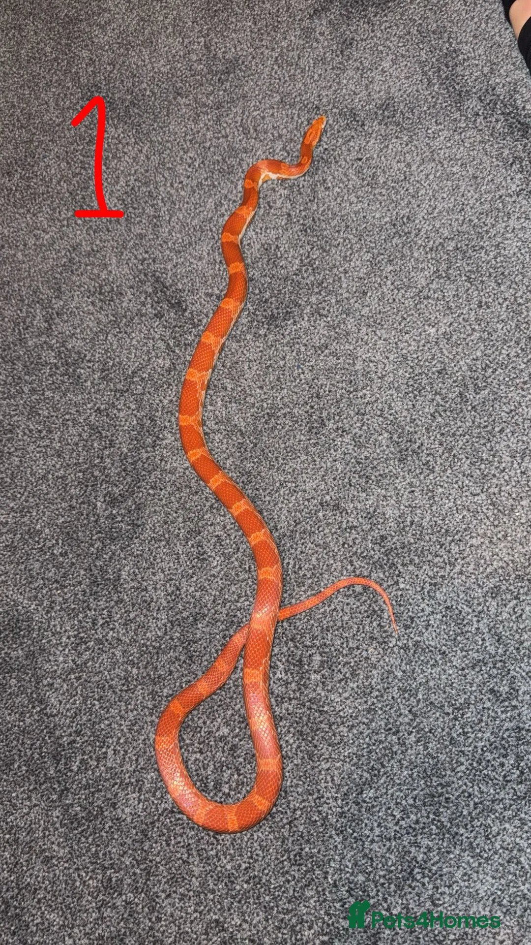 Corn Snake reptiles for sale: Corn snake NOT FREE PRICES IN THE DESCRIPTION - Advert 1