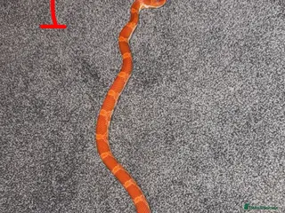 Corn Snake reptiles Corn snake NOT FREE PRICES IN THE DESCRIPTION - Advert 11