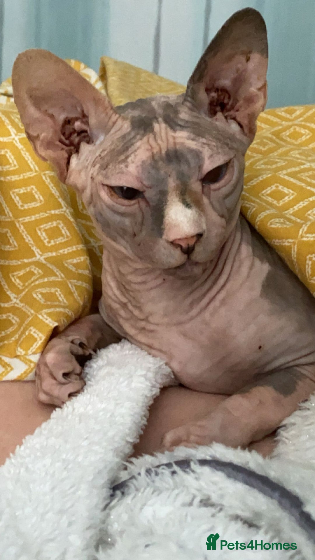 Sphynx cats for sale: Millie - Advert 1
