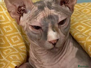 Sphynx cats Millie - Advert 1