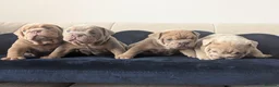 English Bulldog dogs for sale: Gorgeous English Bulldogs  - Advert 5