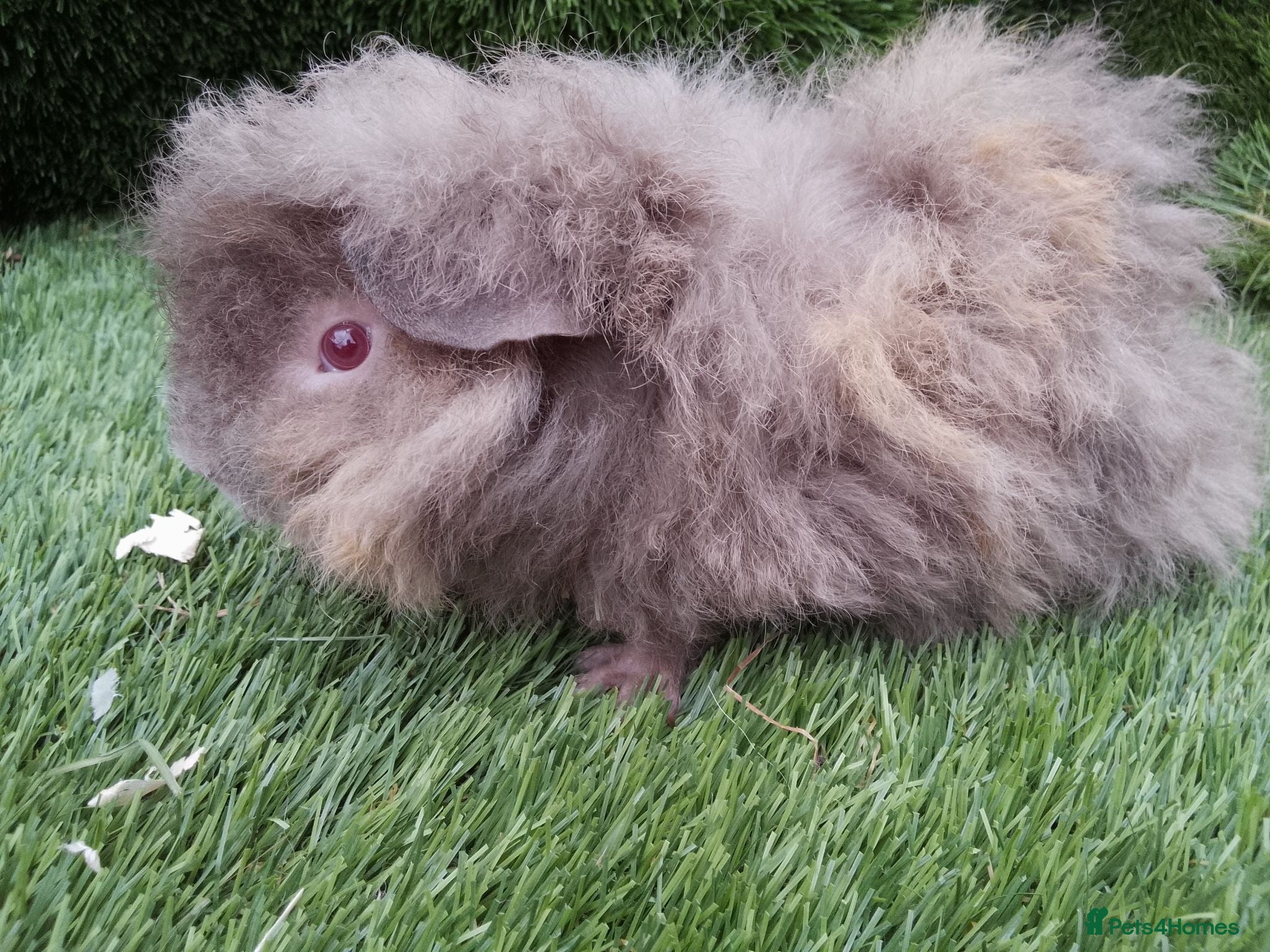 Guinea Pig rodents Alpaca Guinea Pigs - Advert 2