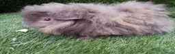 Guinea Pig rodents for sale: Alpaca Guinea Pigs - Advert 2