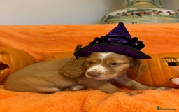 Cocker Spaniel dogs for sale: Cocker spaniels  - Image 19