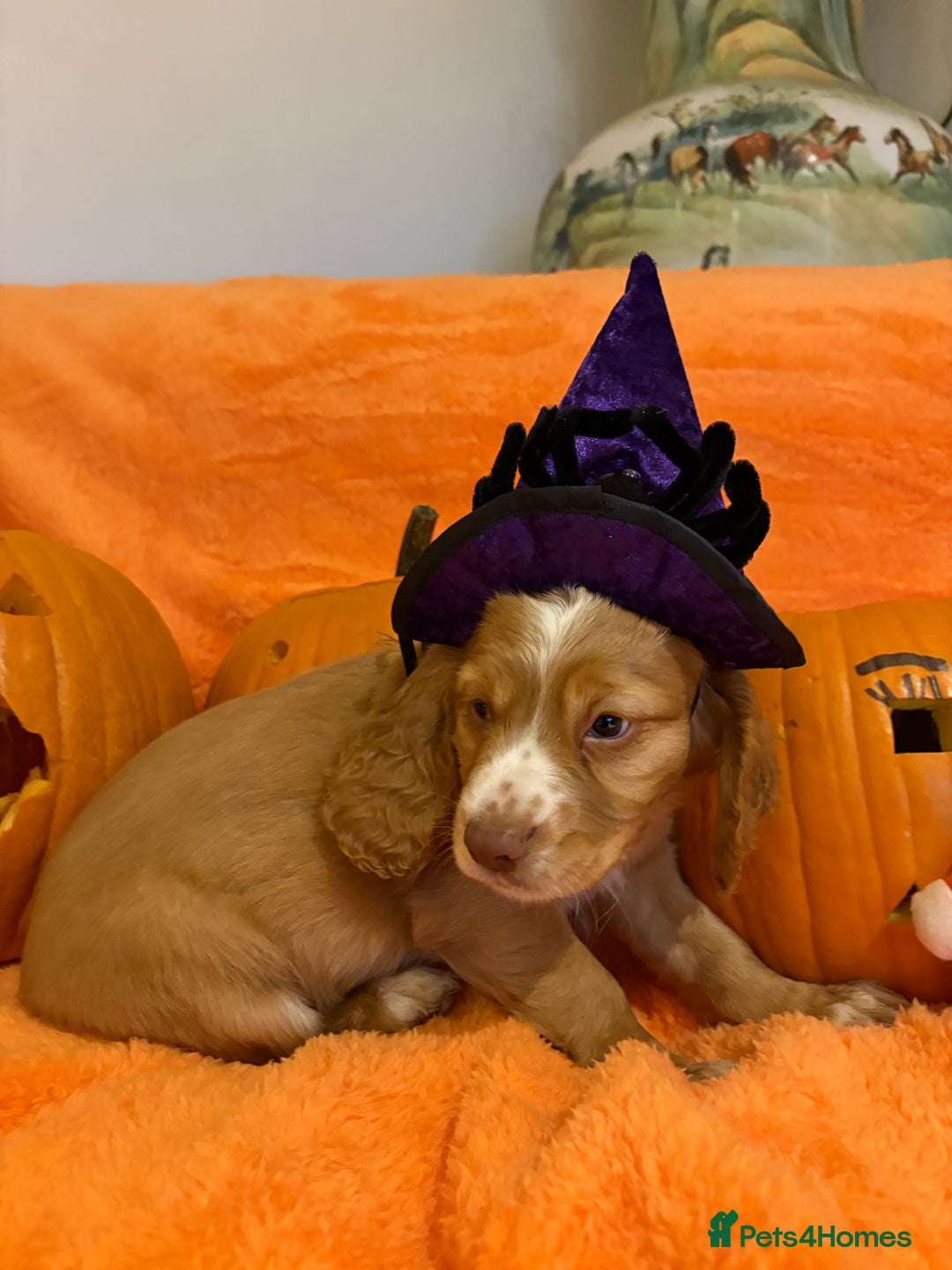 Cocker Spaniel dogs for sale: Cocker spaniels  - Image 19
