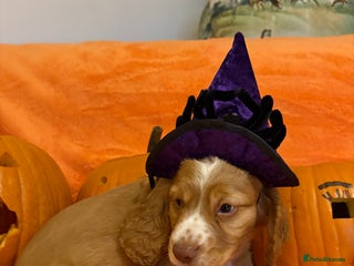 Cocker Spaniel dogs - Advert 36