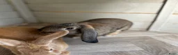 Mixed Breed rabbits for sale: A pair of neutered male rabbits  - Advert 7