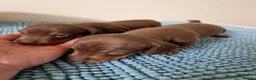 Dachshund dogs for sale: KC reg Standard Dachshund Puppies - Advert 27
