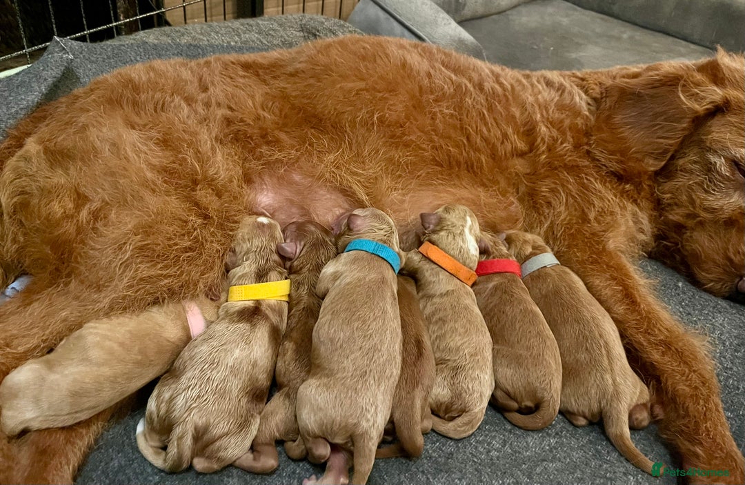 Australian Labradoodle dogs for sale: Australian Labrodoodle puppies - Advert 6