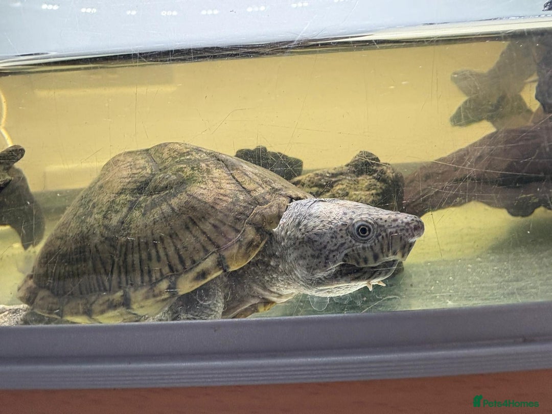Turtle reptiles for sale: Razor Backed Musk Turtle - Image 2